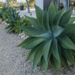 Easy Care Garden Ideas: 7 Proven Tips to Avoid Painful Maintenance Mistakes