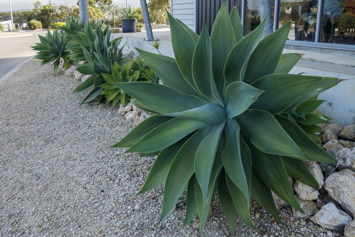 Easy Care Garden Ideas: 7 Proven Tips to Avoid Painful Maintenance Mistakes